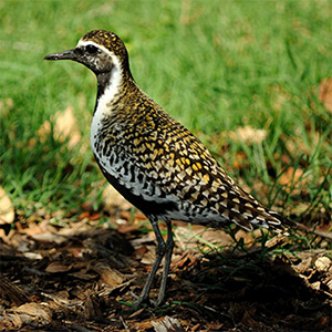 Pacific Golden-Plover